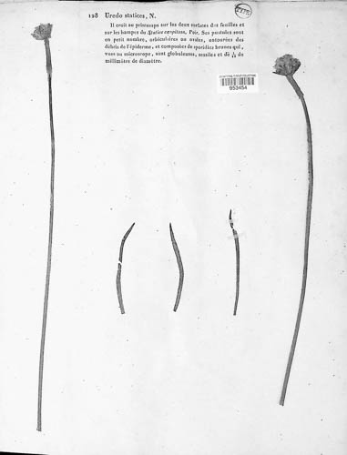 Uromyces statices image